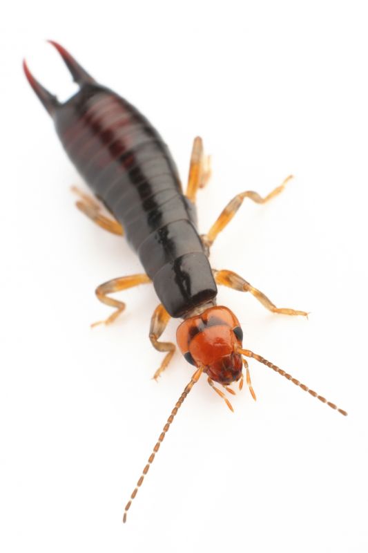 Earwig Extermination in Arlington, TX