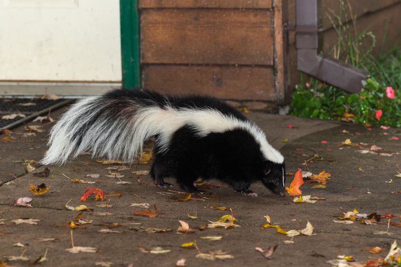 Contact About Skunk Removal