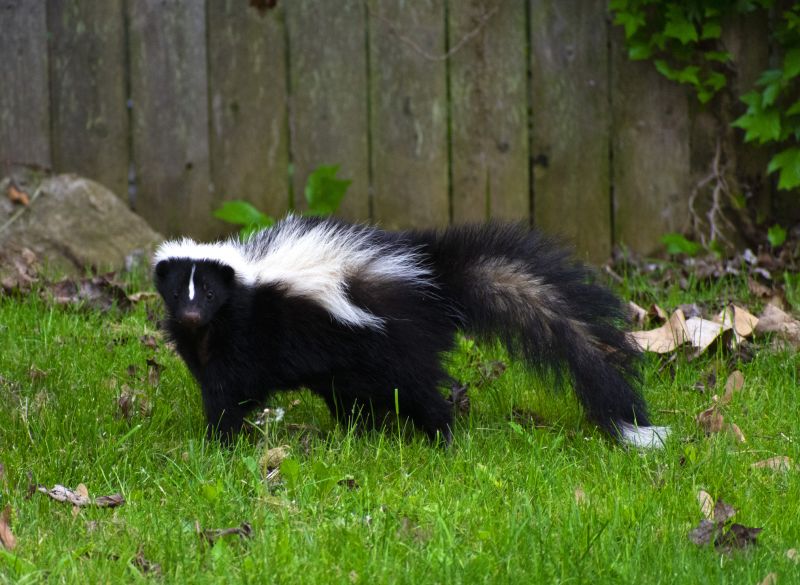 Skunk Removal