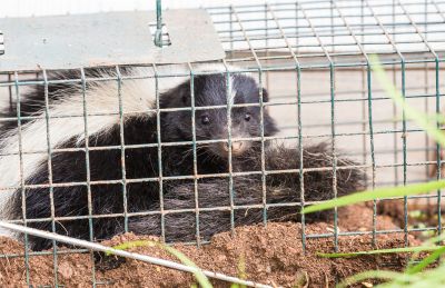 Skunk Removal