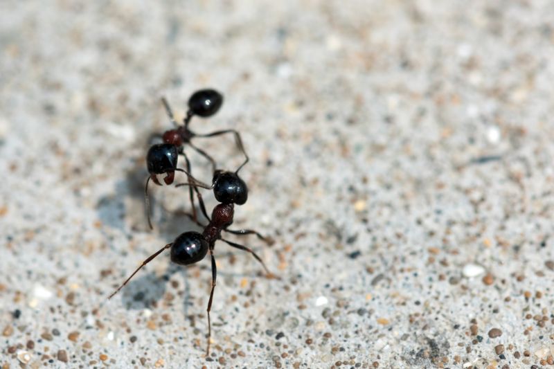 Ants Extermination Service in Fort Worth, TX