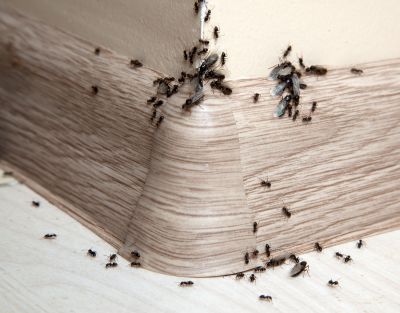 Ants Extermination Service in Frisco, TX