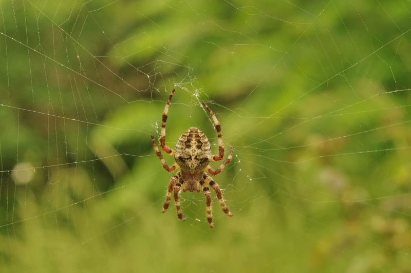 Common Spiders Extermination in Denton, TX