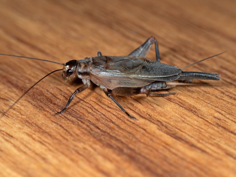 Cricket Prevention in Mckinney, TX
