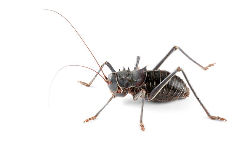 Cricket Prevention in Denton, TX