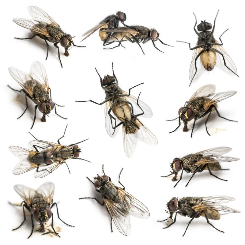 Fly Control Service in Mckinney, TX
