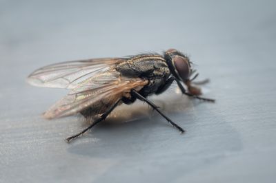 Fly Control Service in Frisco, TX