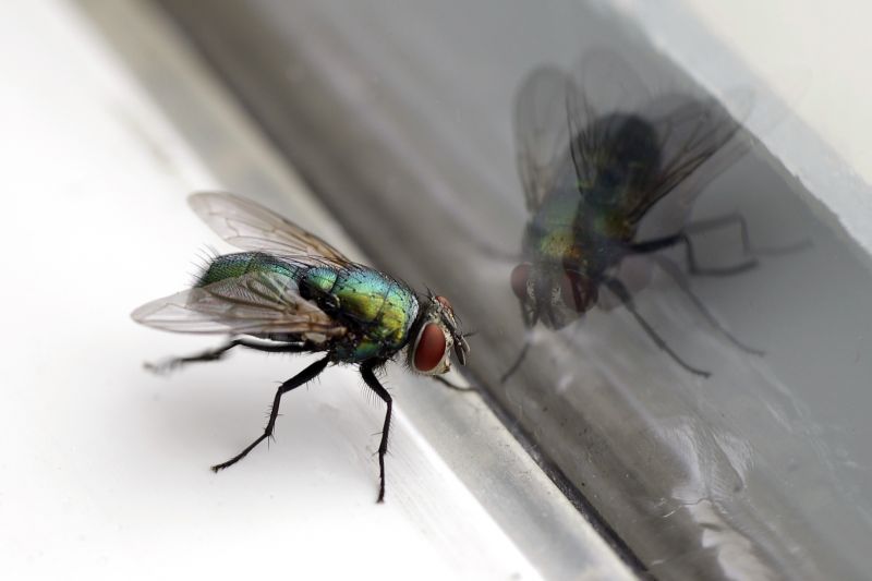 Fly Control Service in Rockwall, TX