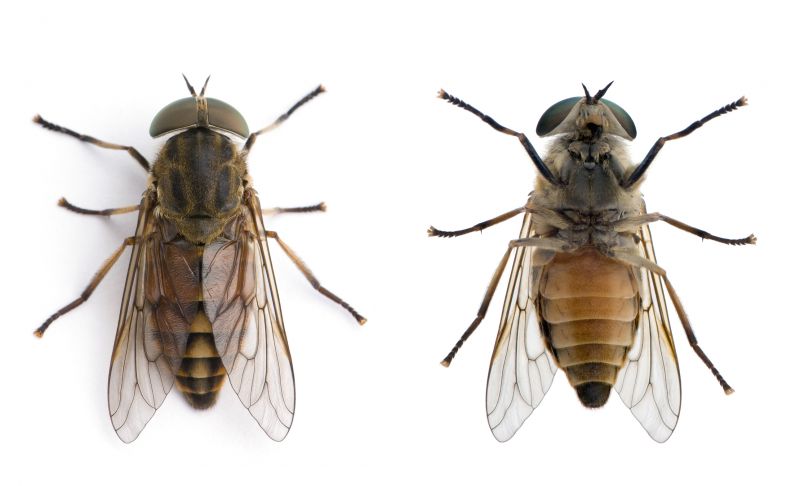 Fly Extermination in Mckinney, TX
