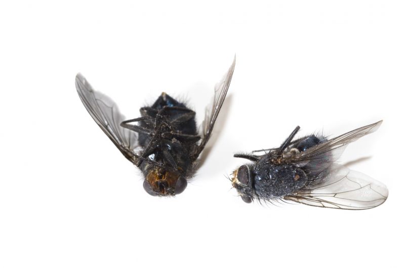 Fly Infestation Extermination in Katy, TX