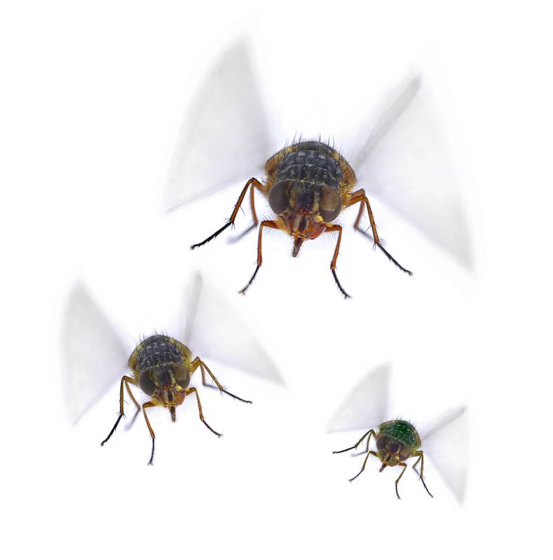 Fruit Fly Extermination in Arlington, TX