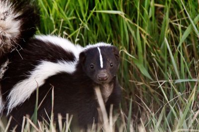 Health Risks Associated With Skunks