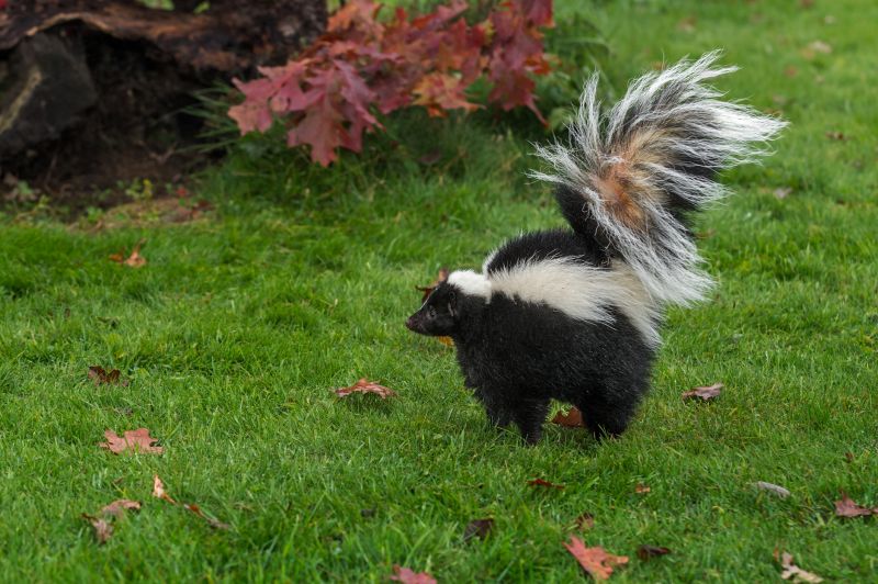 How Skunks Damage Lawns, Foundations, And Outdoor Spaces