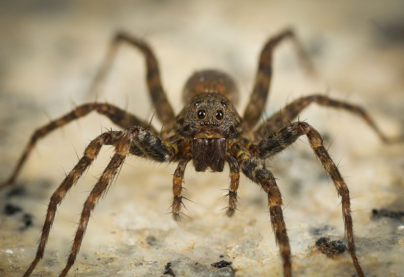 Huntsman Spider Extermination in Denton, TX