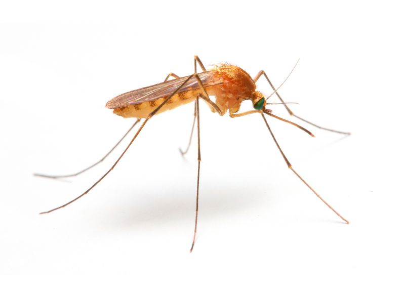 Mosquitoes Pest Control in Fort Worth, TX