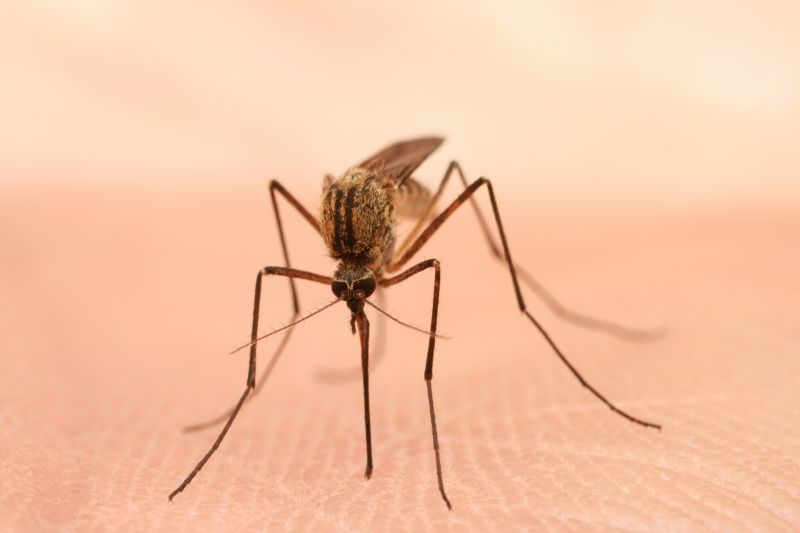 Mosquitoes Pest Control in Mckinney, TX