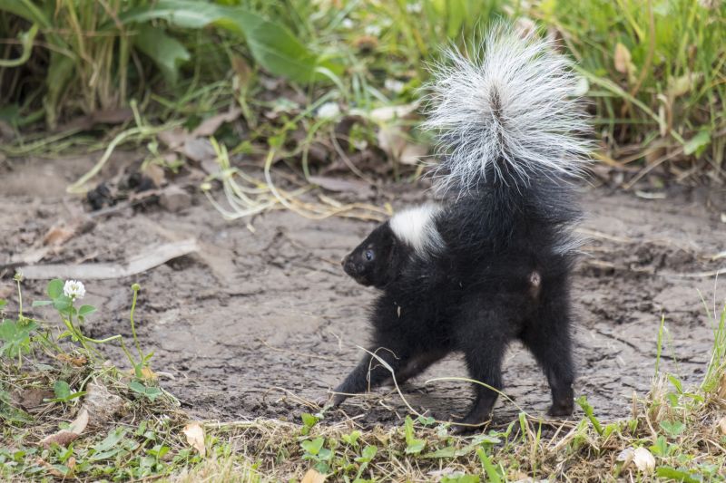 Products For Skunk Removals in use