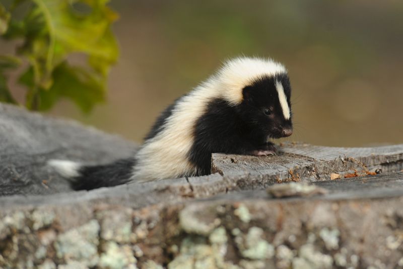 Remove Skunks Burrowing Under Homes