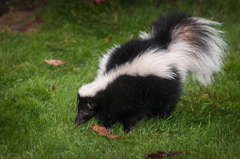 Seasonal Skunk Activity And When Removal Is Most Effective