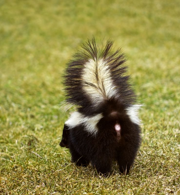 Seasonal Skunk Activity And When Removal Is Most Effective