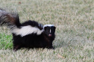 Seasonal Skunk Activity And When Removal Is Most Effective