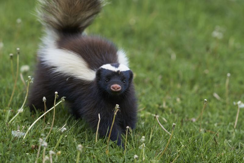 Signs You Have A Skunk Living Under Your Home Or Shed