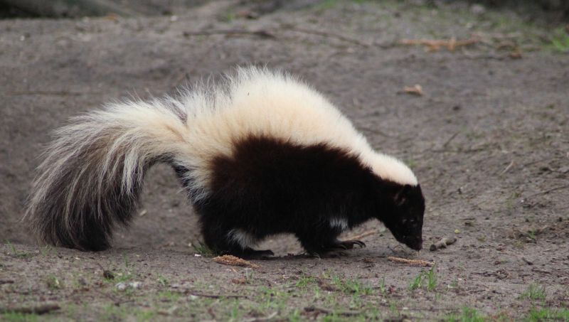 Skunk Burrowing Habits And Their Impact On Properties