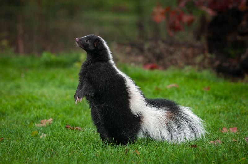 Skunk Burrowing Habits And Their Impact On Properties