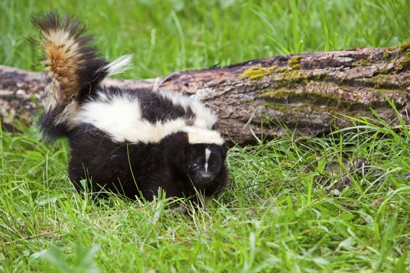 Skunk Activity Signs