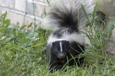 Skunk Removal Cost — Cost of Skunk Removal