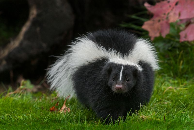 Skunk Removal Equipment