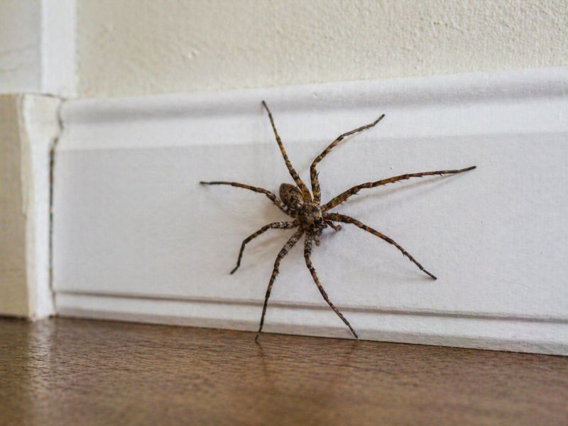 Spider Extermination Service in New Braunfels, TX