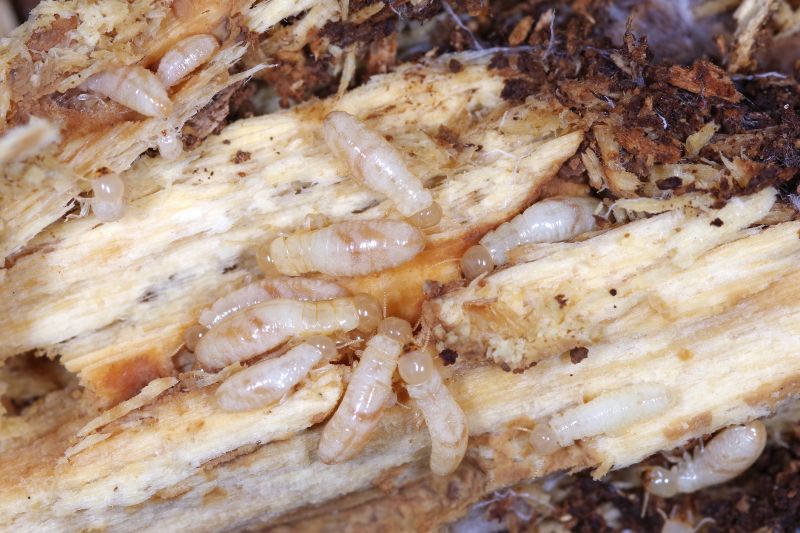 Termite Infestation Service in Katy, TX