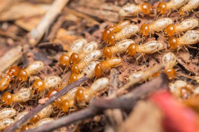 Termite Prevention in Katy, TX