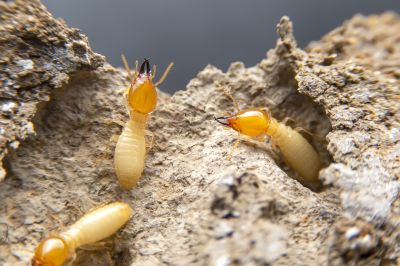Termite Treatment Service in Katy, TX