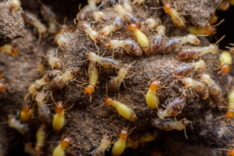 Termite Treatment Service in Frisco, TX