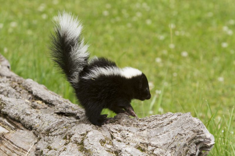 What Makes Skunks Choose Crawl Spaces For Denning