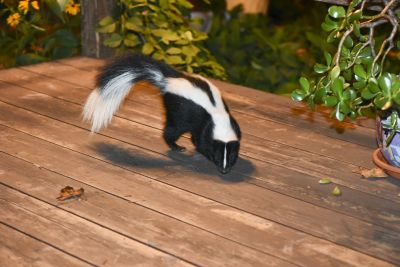 What To Do When Skunks Burrow Under Your Home Or Deck