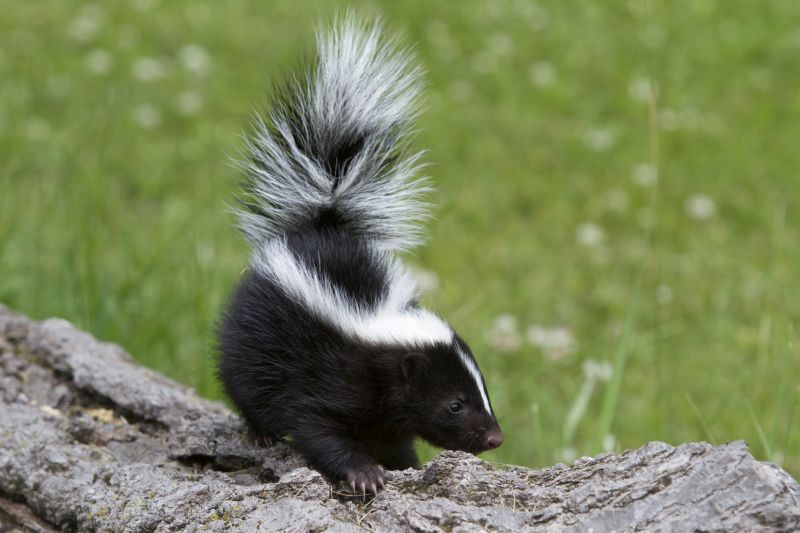 What To Do When Skunks Burrow Under Your Home Or Deck