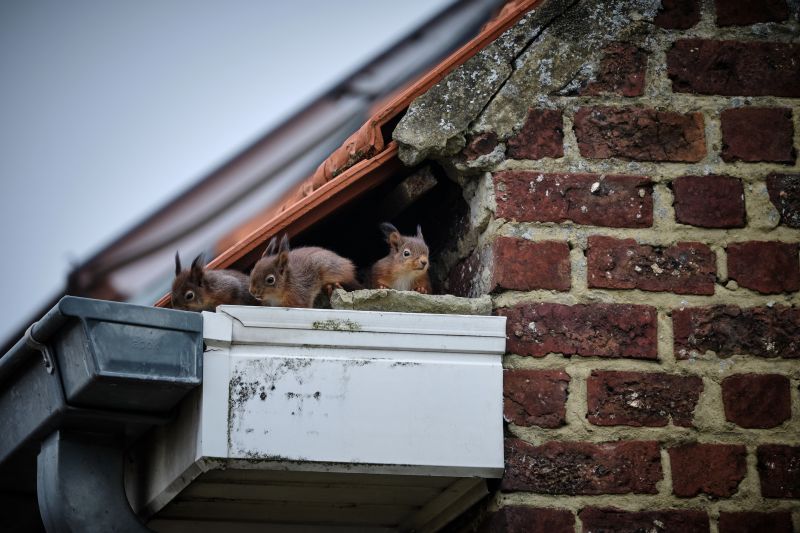 Squirrel Intrusions