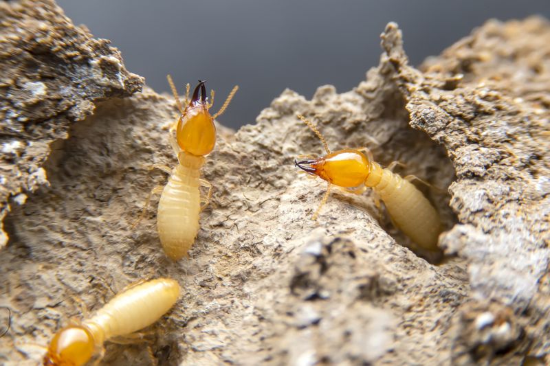 Winged Termite Extermination in Katy, TX