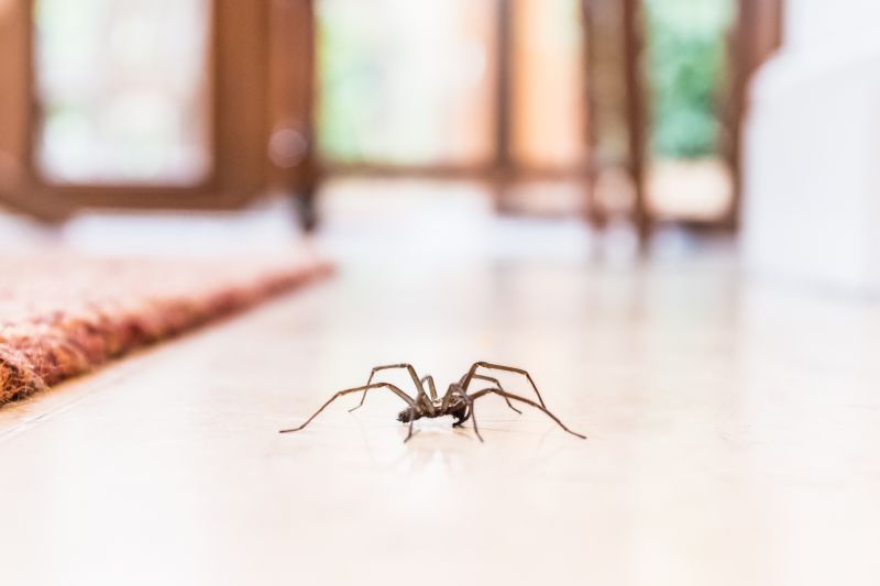 Wolf Spider Removal in Fort Worth, TX
